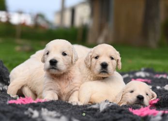 Golden Retriever Retriever