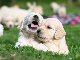 Golden Retriever Retriever