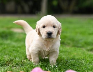 Golden Retriever Retriever