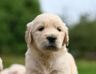 Golden Retriever Retriever