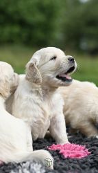 Golden Retriever Retriever