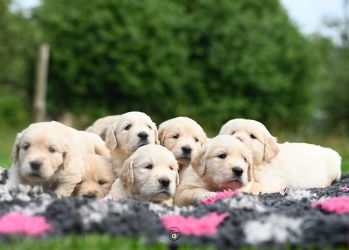 Golden Retriever Retriever