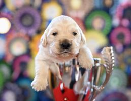 Golden Retriever Retriever