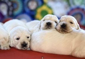 Golden Retriever Retriever