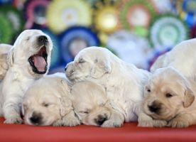 Golden Retriever Retriever