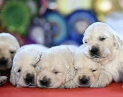 Golden Retriever Retriever