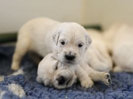 Golden Retriever Retriever