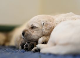 Golden Retriever Retriever