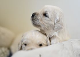 Golden Retriever Retriever