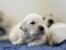Golden Retriever Retriever