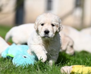 Golden Retriever Retriever