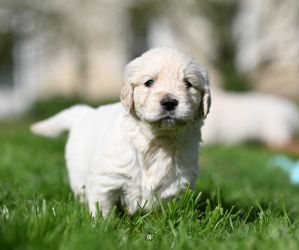 Golden Retriever Retriever