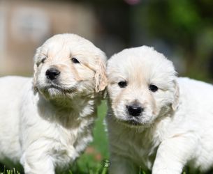 Golden Retriever Retriever