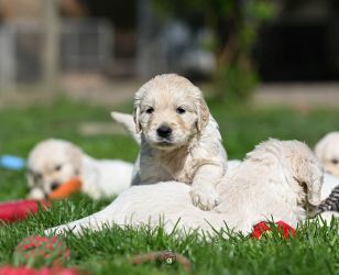 Golden Retriever Retriever