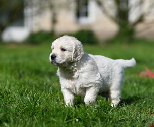 Golden Retriever Retriever