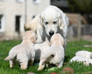 Golden Retriever Retriever