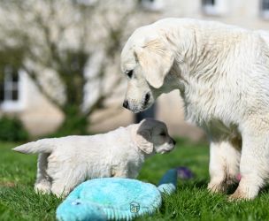 Golden Retriever Retriever