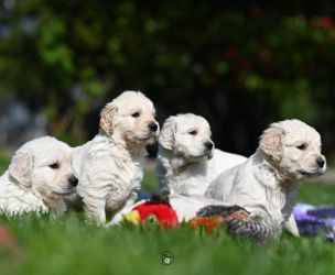 Golden Retriever Retriever
