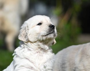 Golden Retriever Retriever