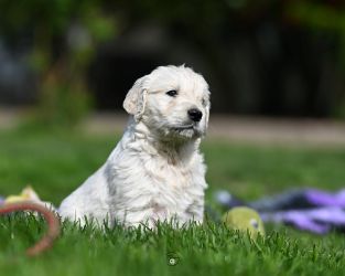 Golden Retriever Retriever