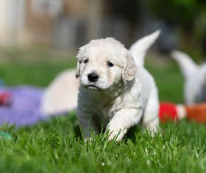Golden Retriever Retriever