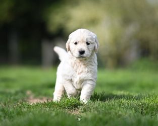 Golden Retriever Retriever