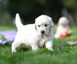 Golden Retriever Retriever