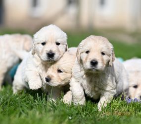 Golden Retriever Retriever