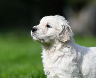 Golden Retriever Retriever