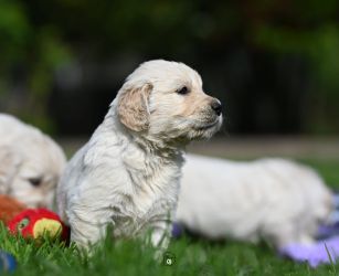 Golden Retriever Retriever