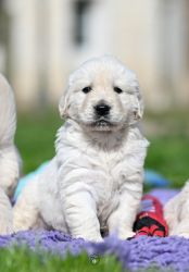 Golden Retriever Retriever