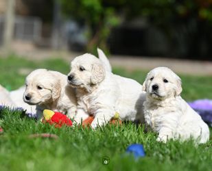 Golden Retriever Retriever