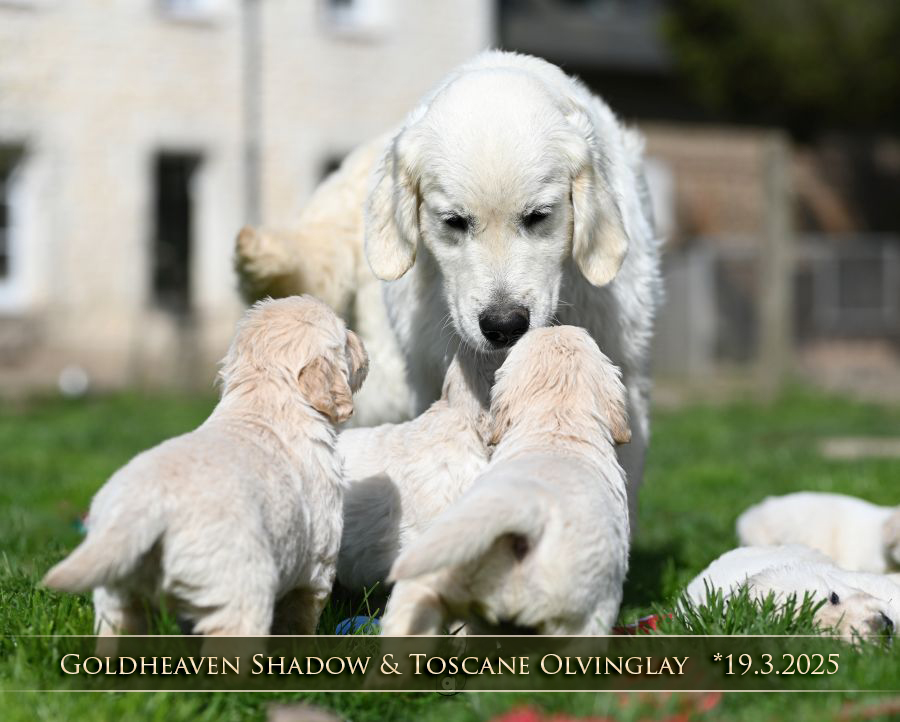 Golden Retriever Retriever