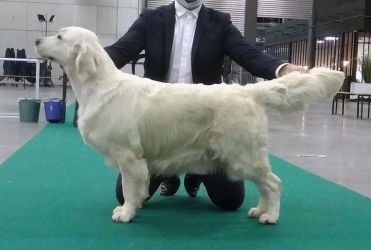 Golden Retriever Retriever