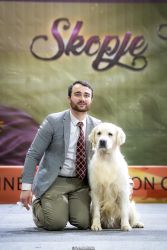 Golden Retriever Retriever