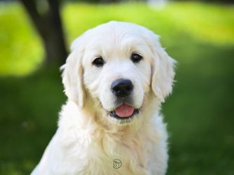 Golden Retriever Retriever