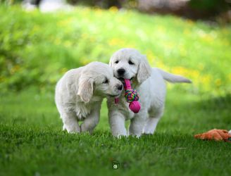 Golden Retriever Retriever