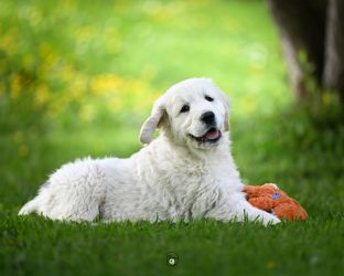 Golden Retriever Retriever