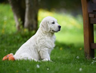 Golden Retriever Retriever