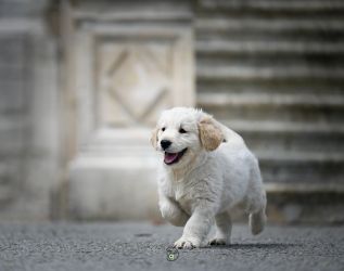 Golden Retriever Retriever