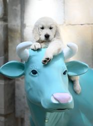 Golden Retriever Retriever