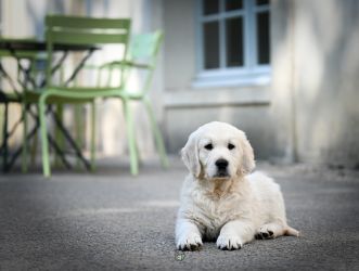 Golden Retriever Retriever